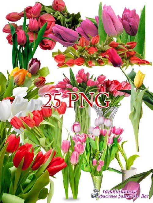 Клипарт для фотошопа – Тюльпаны предвестники рождения Весны 
